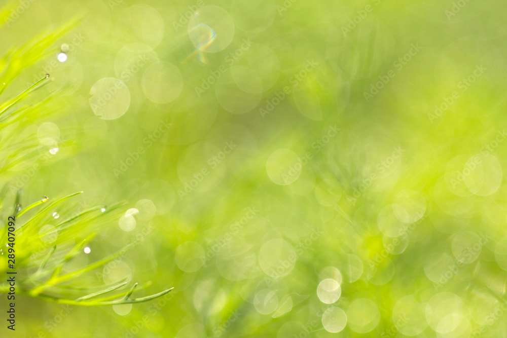Young dill on a morning bed in the dew and glare from the sun in the process of growth close-up. Background from green juicy and tender dill in the morning dew macro with copy space. Young dill on a morning bed in the dew and glare from the sun in the process of growth close-up. Background from green juicy and tender dill in the morning dew macro with copy space.