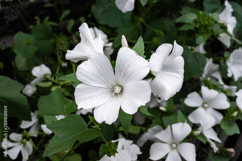 White flowering Petunia in the garden