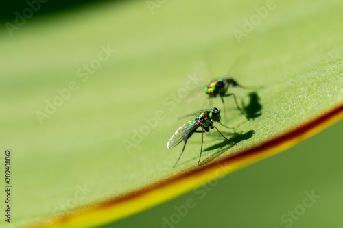fotografia macro de pequeñas moscas sobre hoja verde © Jonatan