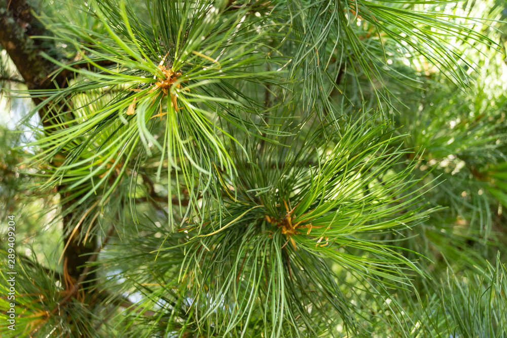 Young Siberian cedar close-up Young Siberian cedar close-up