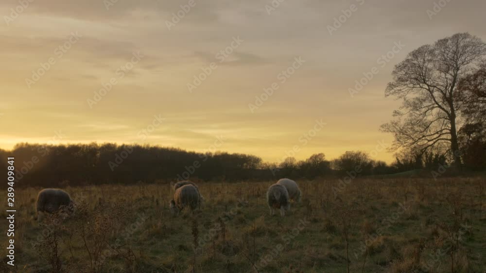Slow motion herdwick sheep breathing on a cold day in British farm field Slow motion herdwick sheep breathing on a cold day in British farm field