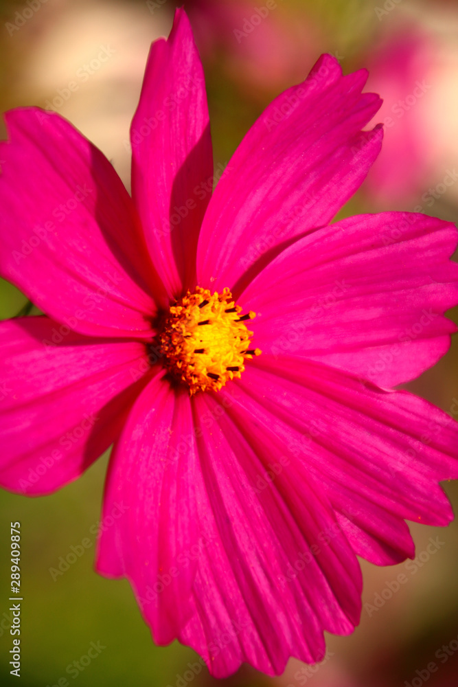 Obraz premium cosmea eine blüte