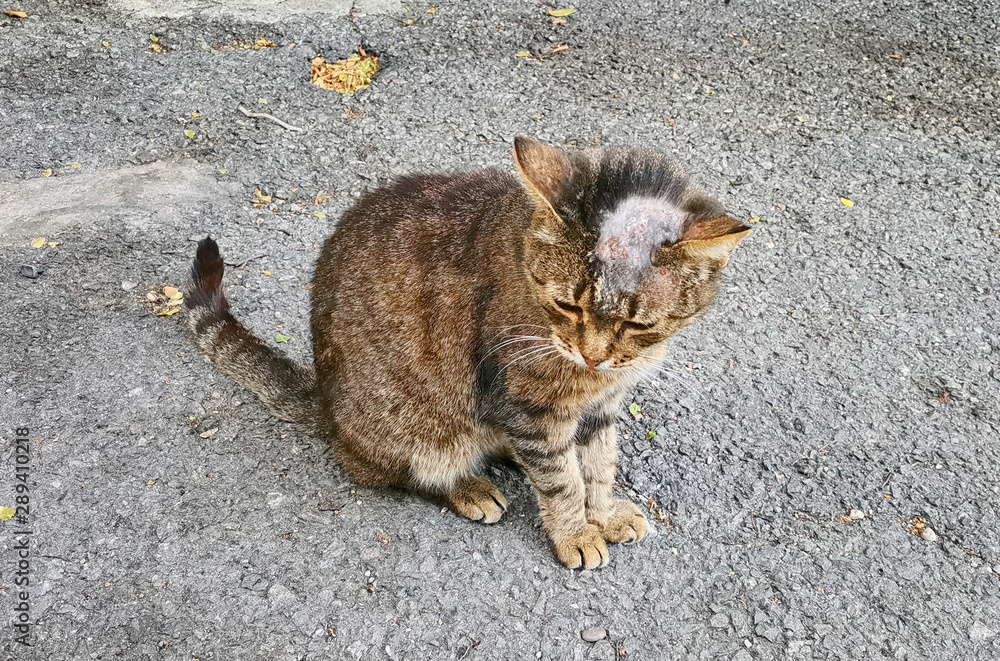 Fototapeta premium Sick cat with shingles on his bald head on the street.