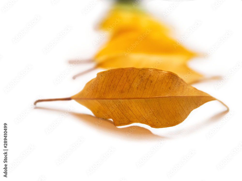 Fototapeta premium Isolated colorful autumn leaves located in a vertical line on the white background. Special defocusing of distant objects.