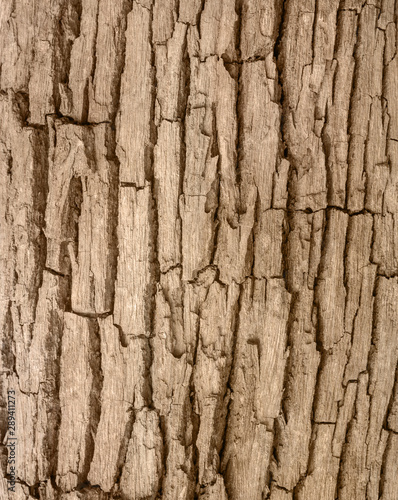 bark texture of a tree