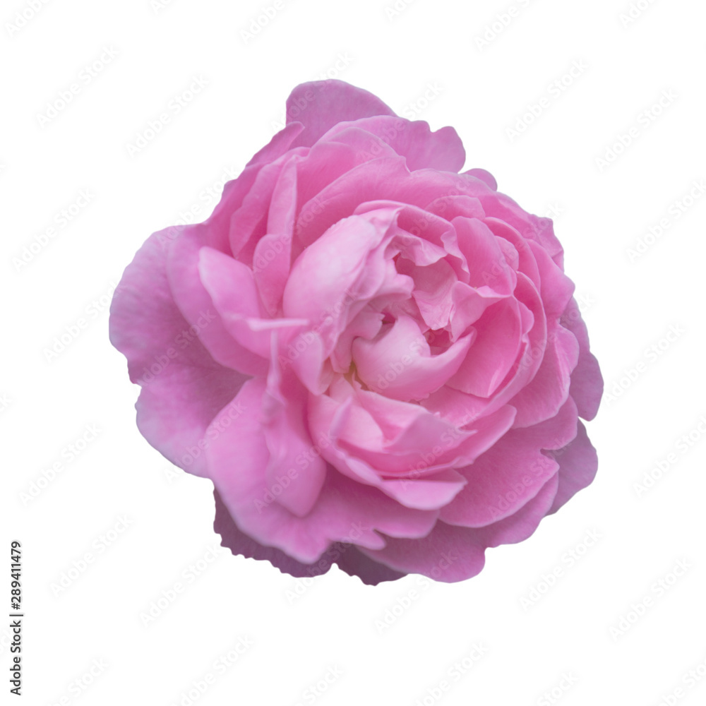Pink rose flowers blooming with water drops top view isolated on white background. Pink rose flowers blooming with water drops top view isolated on white background.