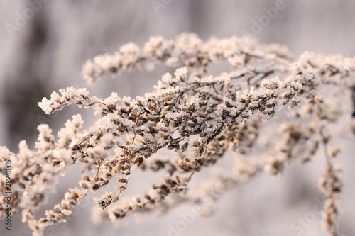 Dry grass in winter forest covered with hoarfrost close up