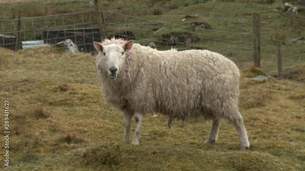 Steady, medium close up shot of a sheep chewing and staring at the camera. Steady, medium close up shot of a sheep chewing and staring at the camera.