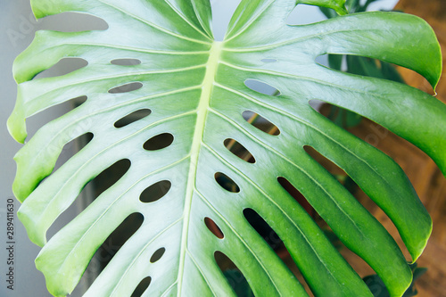 Exotic tropical Monstera palm leaves. Green leaves of monstera palm or split-leaf philodendron. Monstera deliciosa foliage plant. Exotic plant. Floral Pattern.