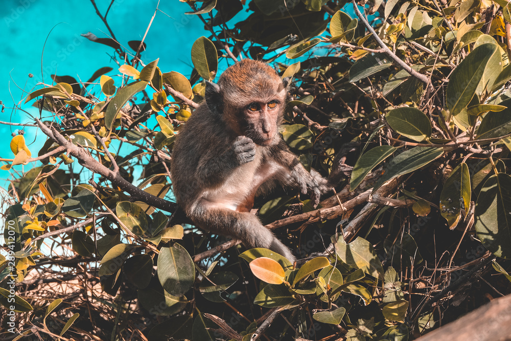 Obraz premium Animal