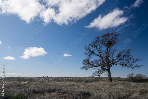 dry grass landscape with white clouds rocks and trees