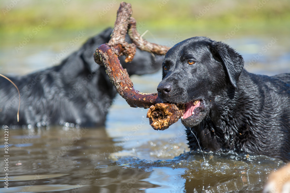 black Labrador retriever dog playing with stick in the water black Labrador retriever dog playing with stick in the water