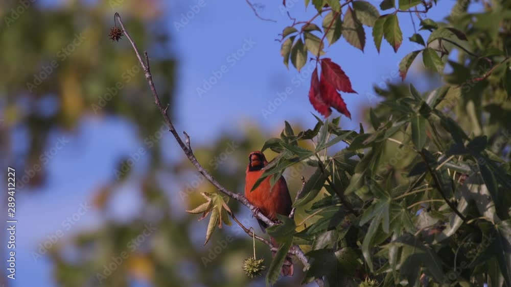 Northern cardinal on a small branch. 25 sec/24 fps. 40% speed. Clip 1.