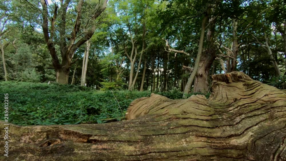 Lush woodland in an English Forest with a dead fallen tree on the ground. Lush woodland in an English Forest with a dead fallen tree on the ground.
