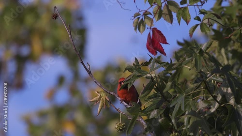 Northern cardinal on a small branch. 25 sec/24 fps. 40% speed. Clip 5 photo