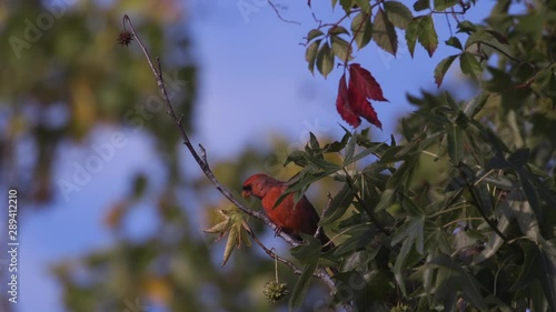 Northern cardinal on a small branch. 10 sec/60 fps. Original speed. Clip 4 photo