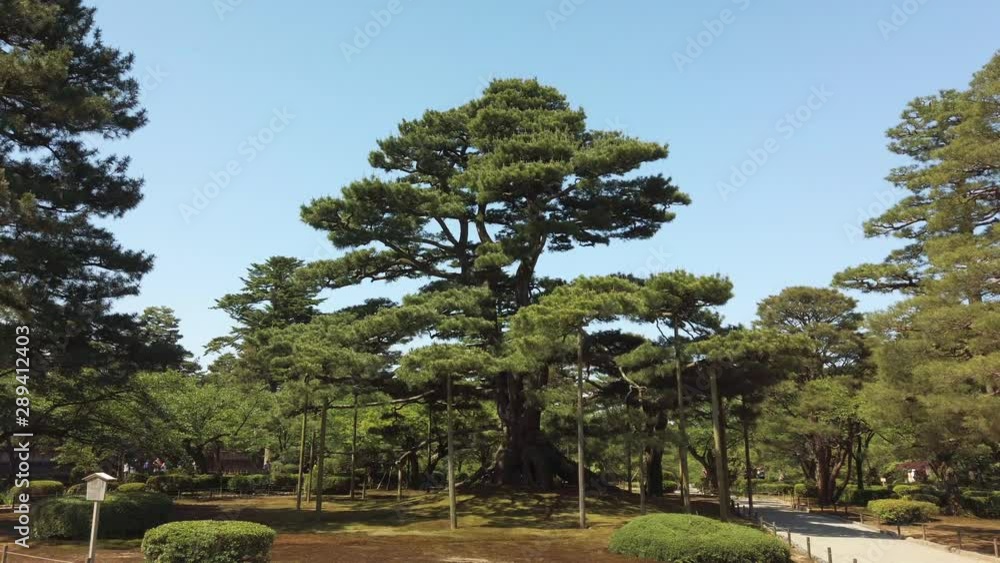 Large supported Tree in the Japanese Park Kenroku-en in Kanazawa City. Recorded on a sunny day in may. Large supported Tree in the Japanese Park Kenroku-en in Kanazawa City. Recorded on a sunny day in may.