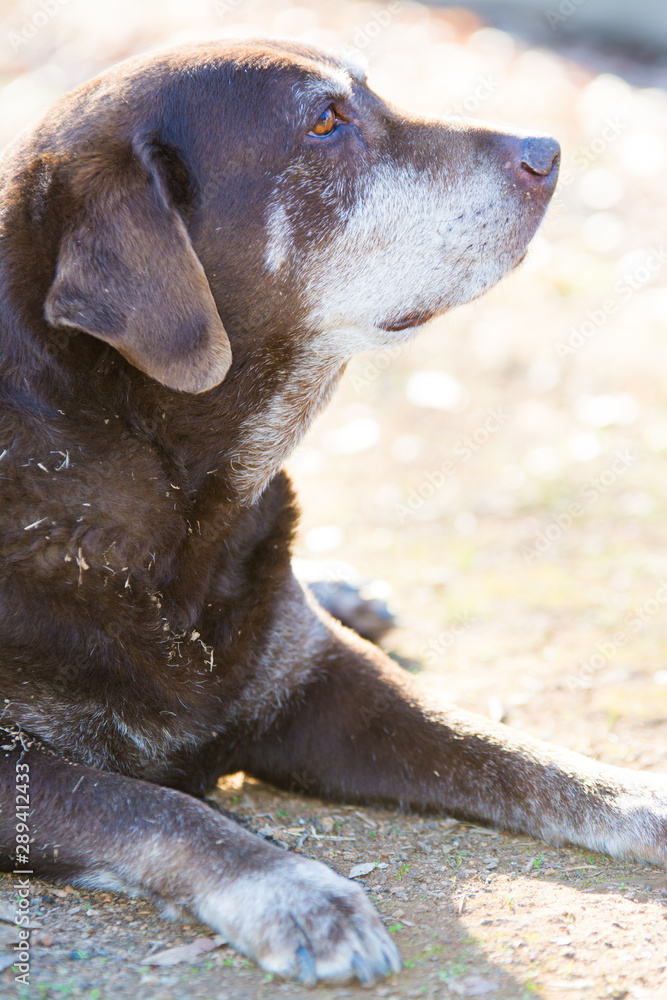 Old chocolate lab cheap