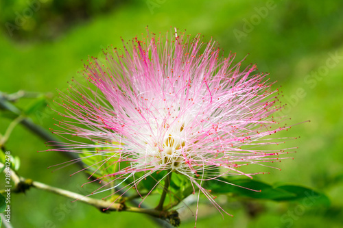Pink powderpuff blooming