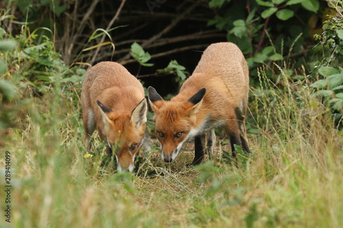 Two hunting hungry wild Red Foxes, Vulpes vulpes, standing at the entrance to the den.