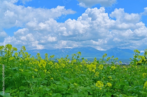 十勝連峰をバックに咲く満開の菜の花＠富良野、北海道