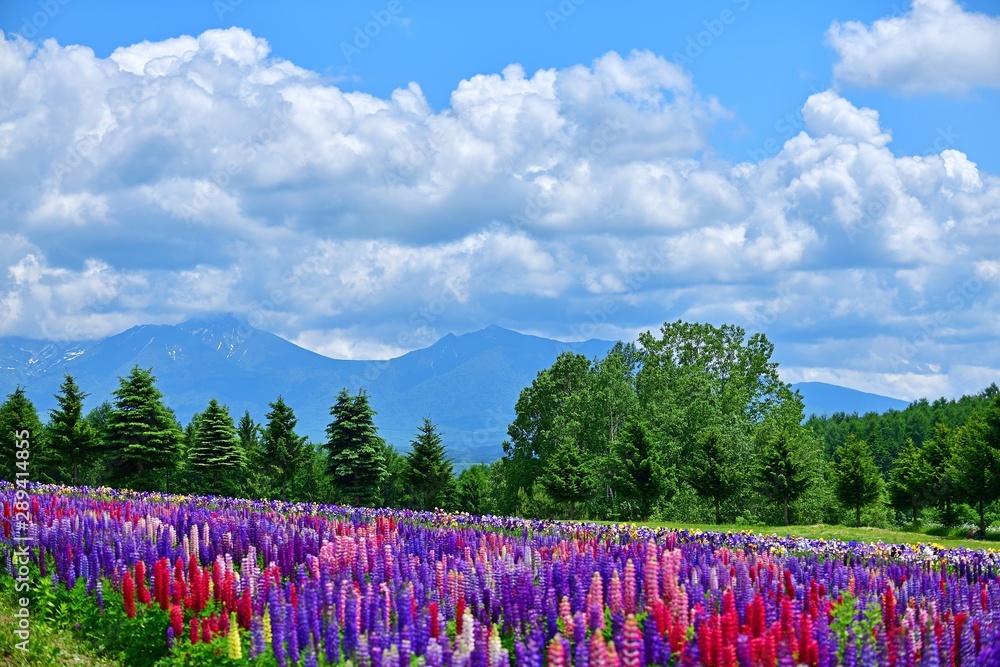 十勝連峰をバックに咲く満開のルピナス 富良野 北海道 Photos Adobe Stock
