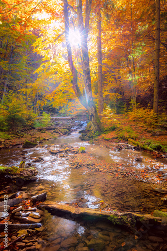 Fototapeta Naklejka Na Ścianę i Meble -  Autumn Morning in wild forest with real sun, colorful big trees and fast mountain river