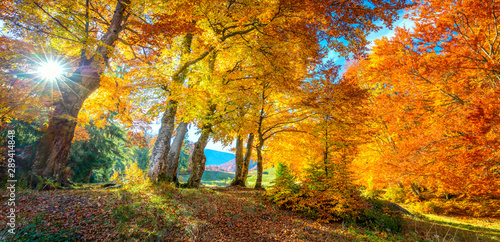 Autumn landscape - tall forest golden trees with sunlight  panoramic