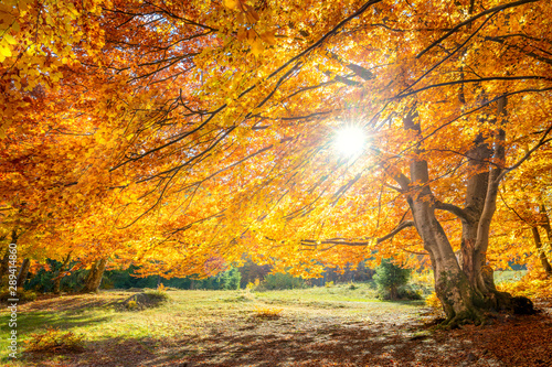 Real sun and Autumn landscape - big forest golden tree with sunlight