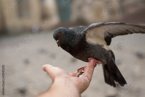 Pigeons on the streets, feeding grain from the hand. Entertainment for tourists