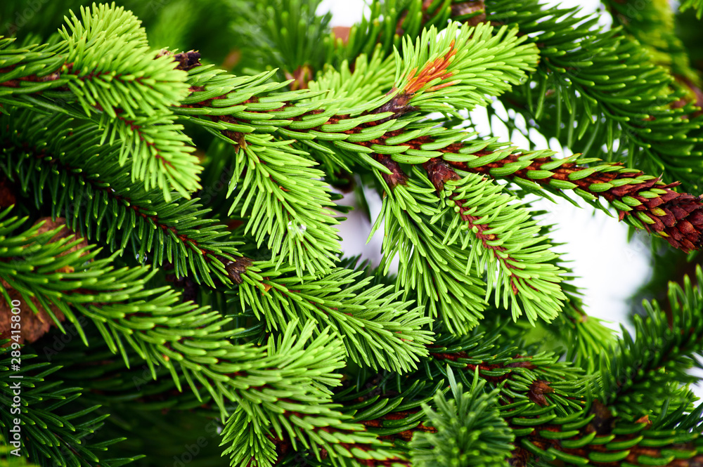 young evergreen fir branch with many needles in the coniferous forest