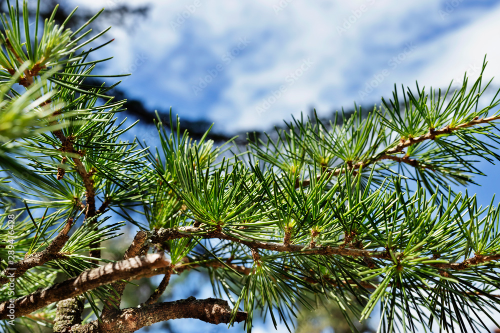 Green pine needle