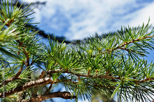 Green pine needle