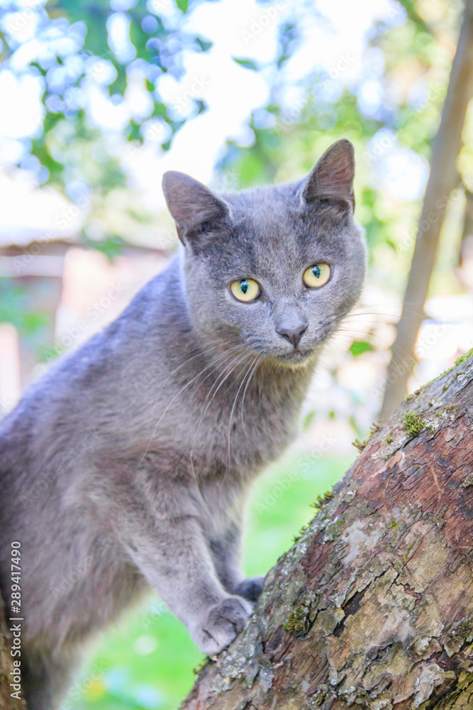 Fototapeta premium Fluffy cat is sitting on a tree branch. Pet. Cat for a walk in the yard. The cat is climbing trees.