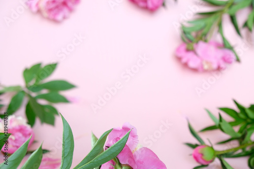 Fototapeta Naklejka Na Ścianę i Meble -  beautiful pink peony on pink backround. Floral composition
