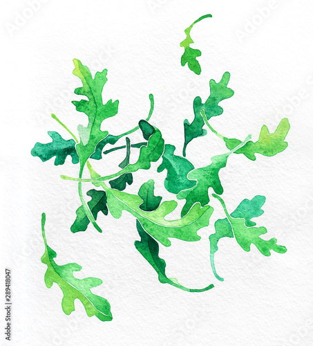 Rucola, arugula green leaves. Watercolor hand drawing. Food, vegetables and fruit isolated on white background. Book illustration, recipe, menu, magazine or journal article. Top view.