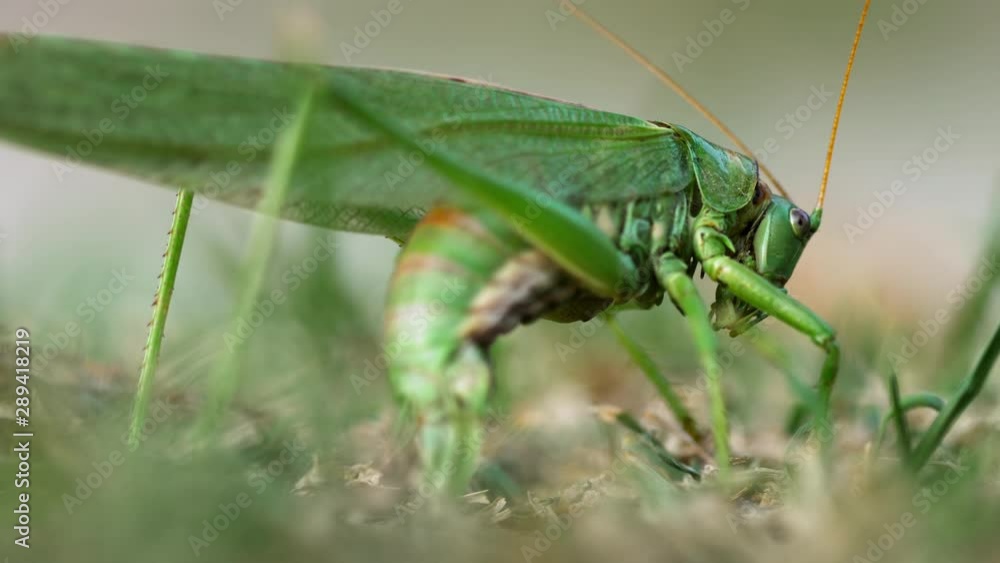 Big green locust female lays eggs Big green locust female lays eggs