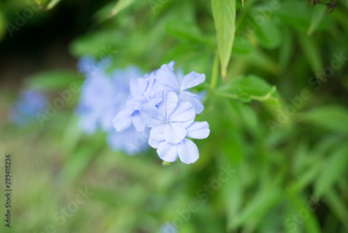 A young Hydrangea flower after a spring shower, inside a larger bloom and with light coming in between thee flowers. Extremely shallow depth of field for dreamy feel