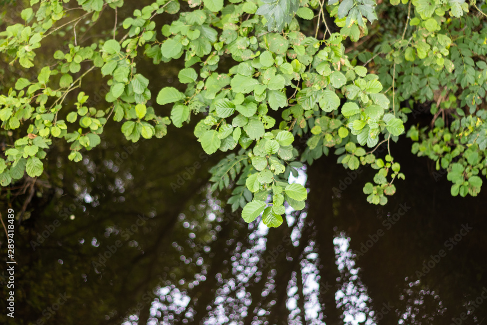 feuilles et rivière