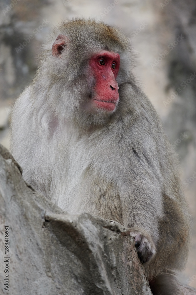Naklejka premium ニホンザル