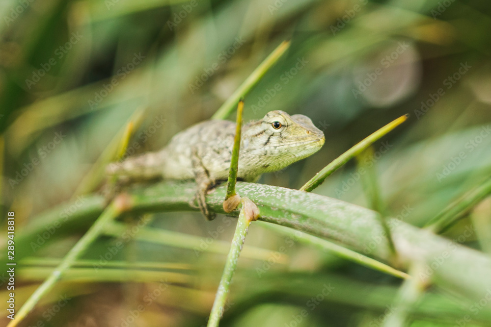 Lizard sits on a branch in the terrarium