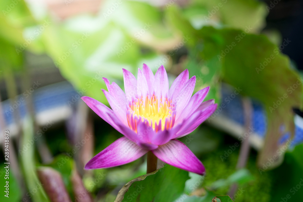 beautiful Purple Lotus Flower with green leaf in in pond beautiful Purple Lotus Flower with green leaf in in pond