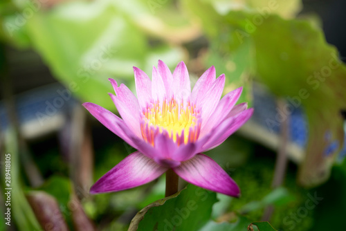 beautiful Purple Lotus Flower with green leaf in in pond