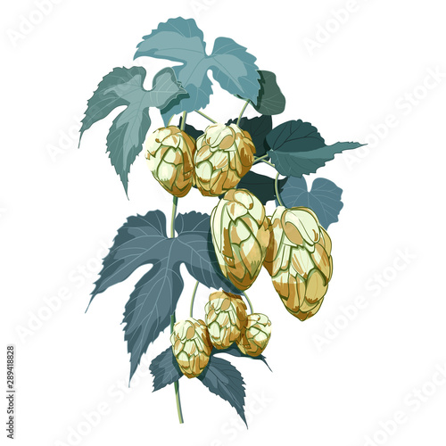 Fresh green hop branch with Hop cones and leaf on white background.