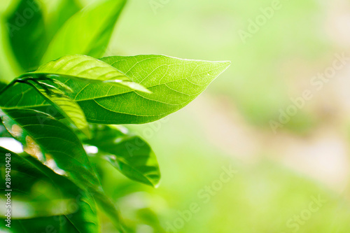 Green Tea leaf with sunlight