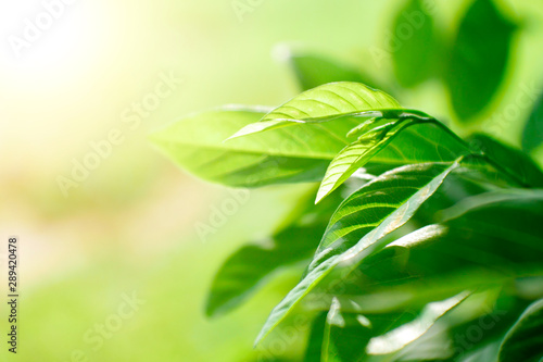 Green Tea leaf with sunlight