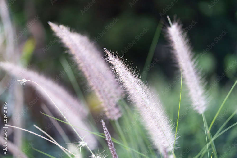Fototapeta premium White flower on green background.