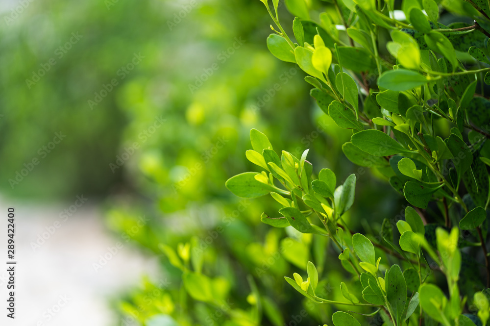 Green leaves on a blurred background . Green leaves on a blurred background .