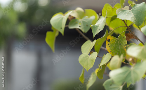 Green leaves on a blurred background .