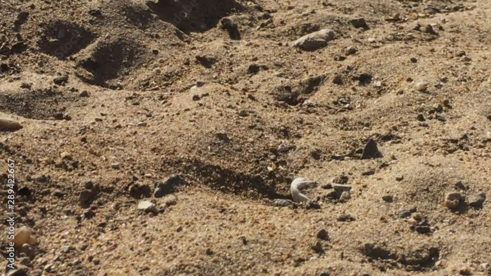 Close up shot of Sand Wasp(s) digging little tunnels in the sand. Also known commonly as Close up shot of Sand Wasp(s) digging little tunnels in the sand. Also known commonly as